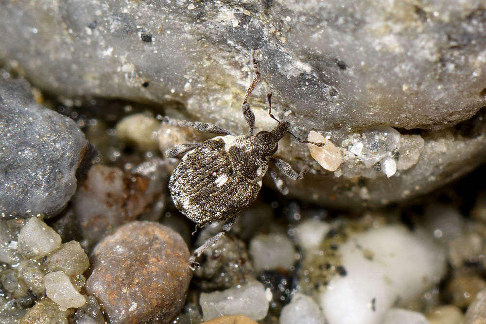 Neophytobius granatus  - Curculionidae